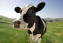 Hikvision Surveillance Systems are being attacked by the Moobot Botnet