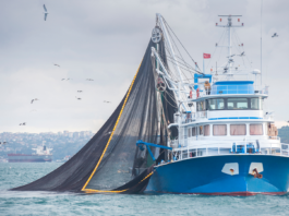 UK Fishing Industry Facts and Statistics
