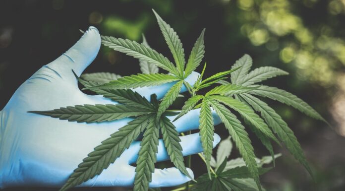 Personal Data of Former and Current Employees Compromised During a Data Breach at Aurora Cannabis