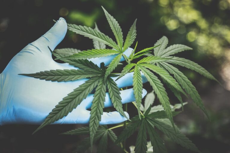 Personal Data of Former and Current Employees Compromised During a Data Breach at Aurora Cannabis